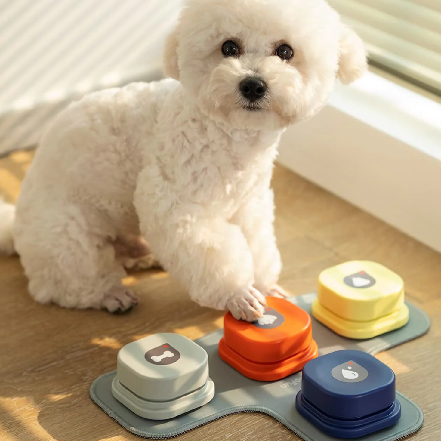 Small white dog interacting with colorful talking buttons on a wooden floor.